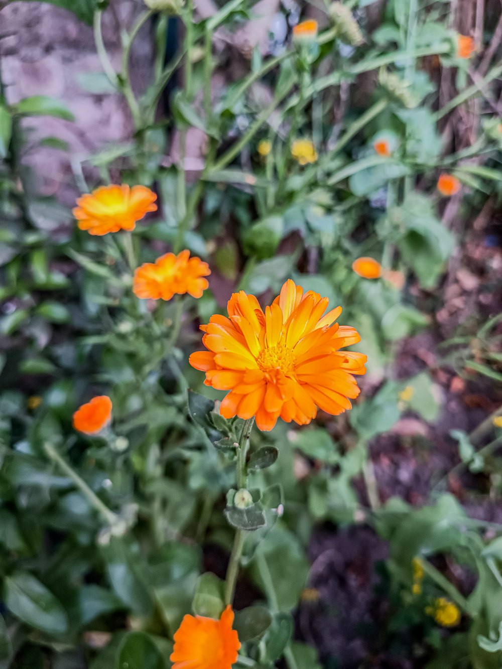 a bunch of orange flowers in a garden