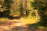 Sunlit forest path winding through tall pine trees in Catalonia