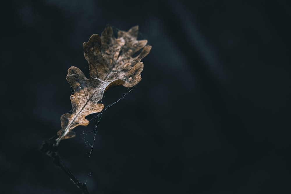 a single leaf floating on top of a body of water