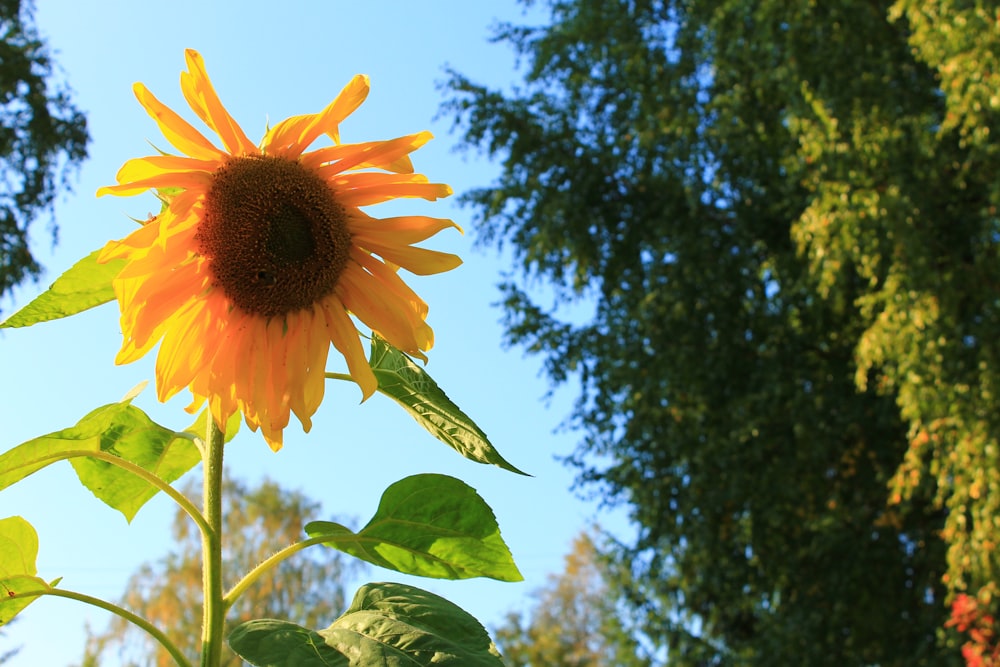 a large sunflower in the foreground with trees in the background