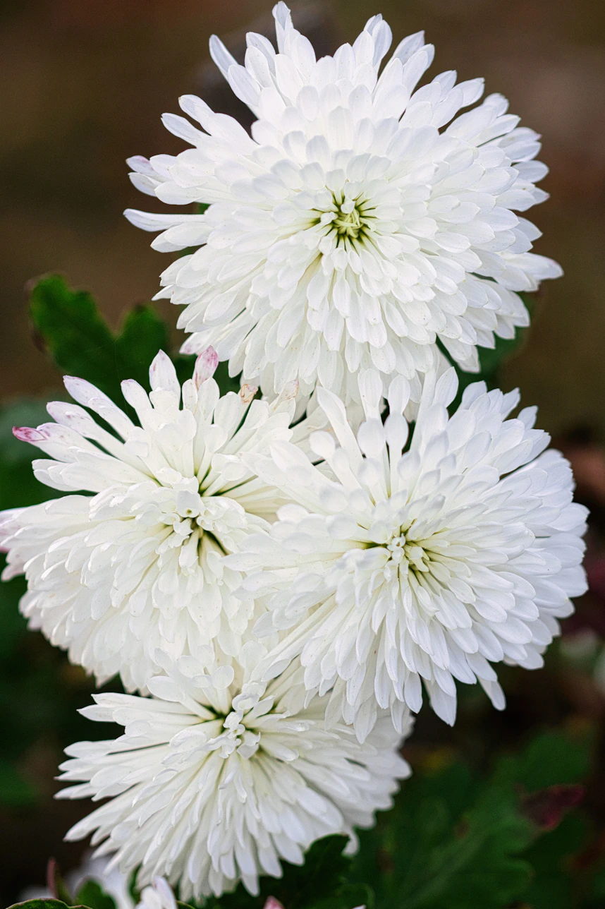 a bunch of white flowers with green leaves, which is called hrysanthemum or Ju Hua