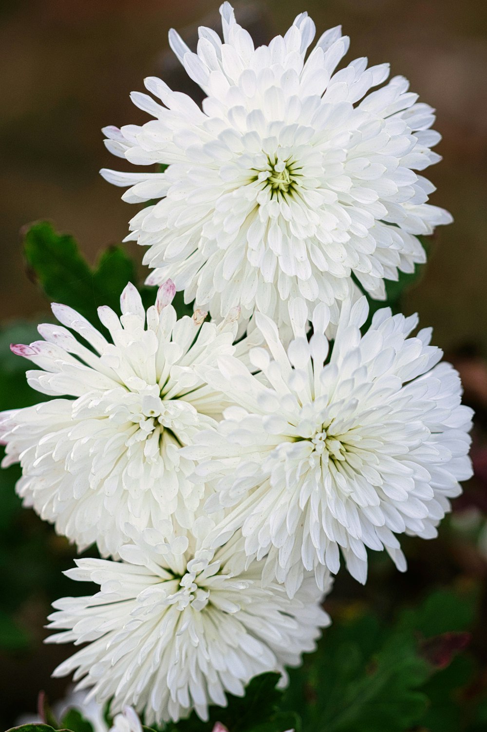 a bunch of white flowers with green leaves