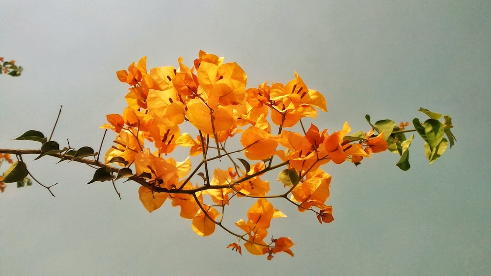 a branch with yellow flowers against a blue sky