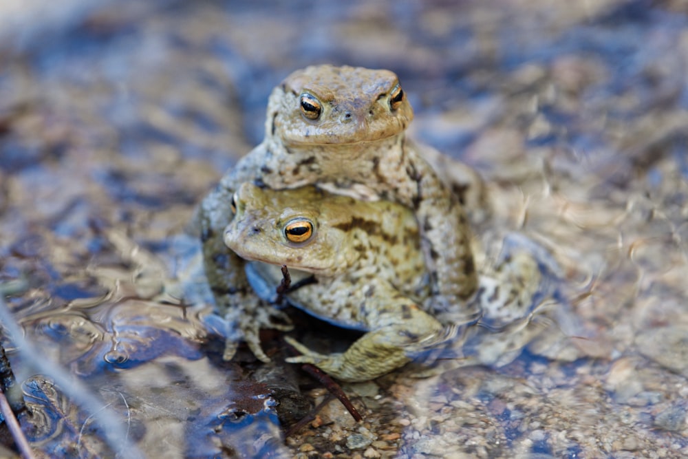 Un par de ranas sentadas encima de un charco de agua