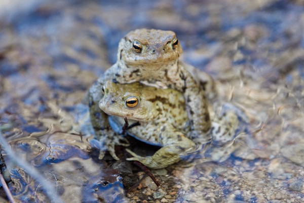 A couple of frogs sitting on top of a puddle of water