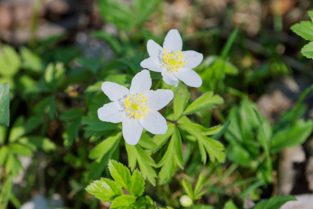 a couple of white flowers sitting on top of a lush green field