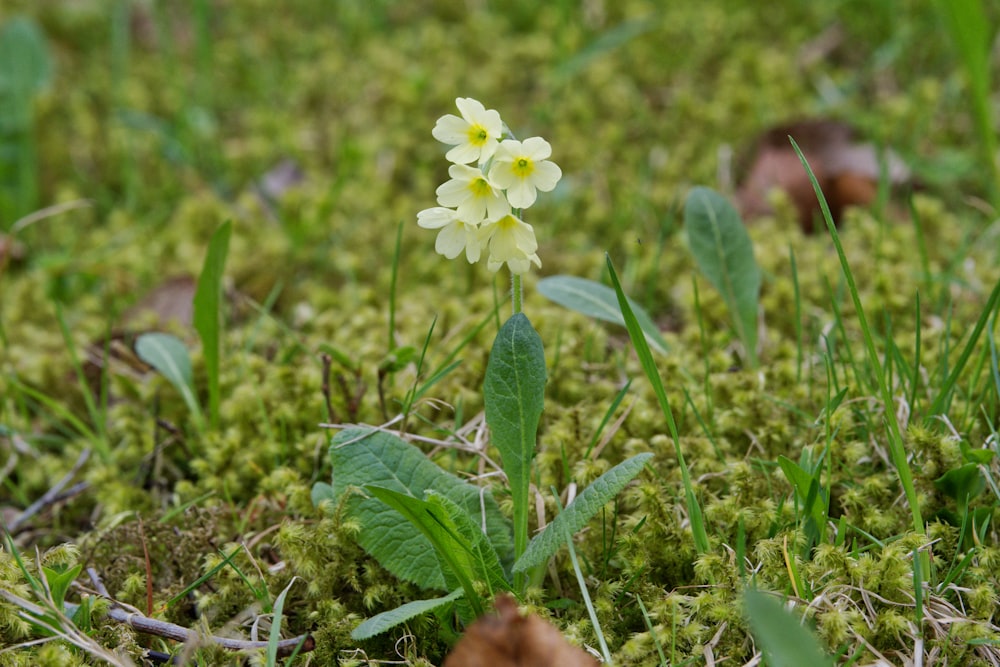 uma pequena flor branca sentada no topo de um campo verde exuberante