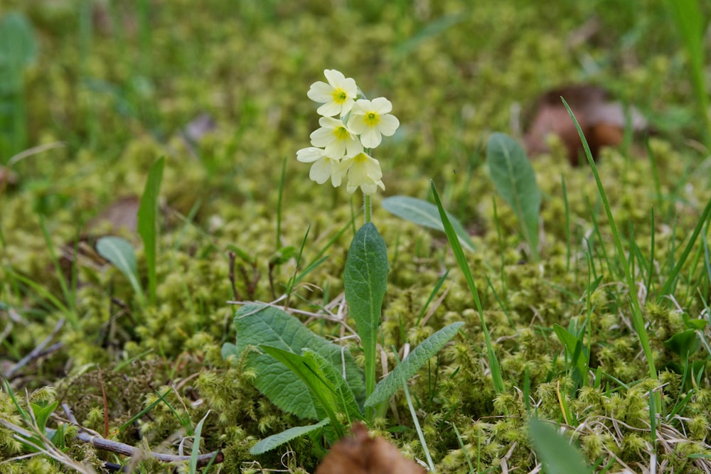 une petite fleur blanche assise au sommet d’un champ verdoyant