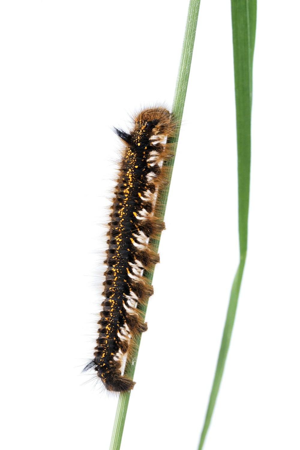 a close up of a caterpillar on a plant