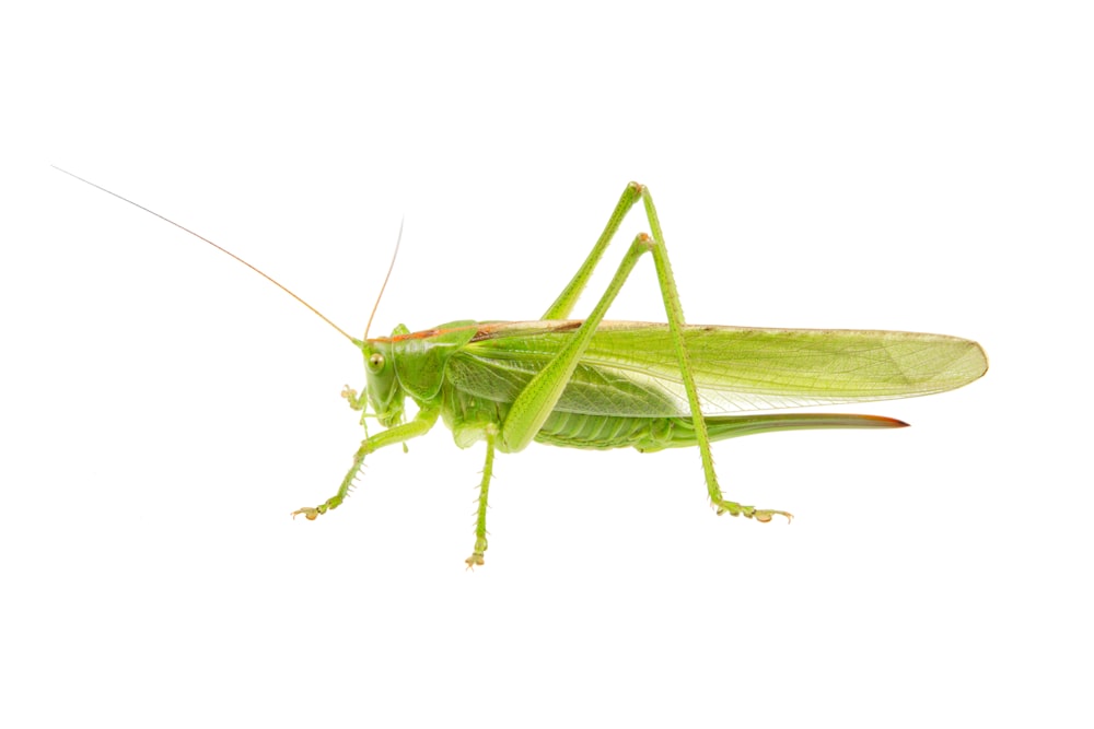 Un primo piano di una cavalletta su sfondo bianco