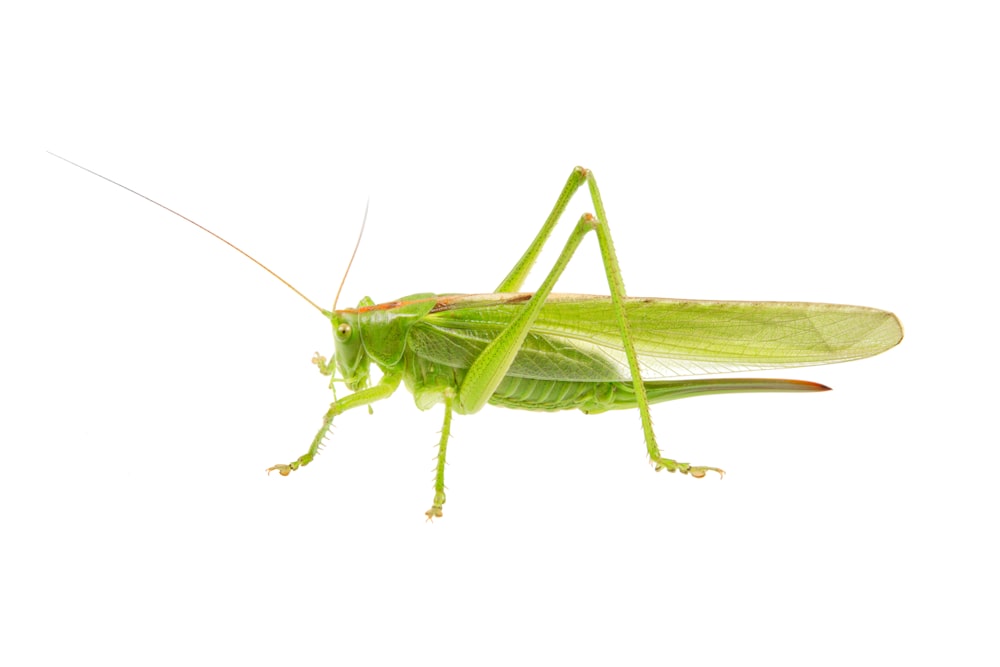 a close up of a grasshopper on a white background