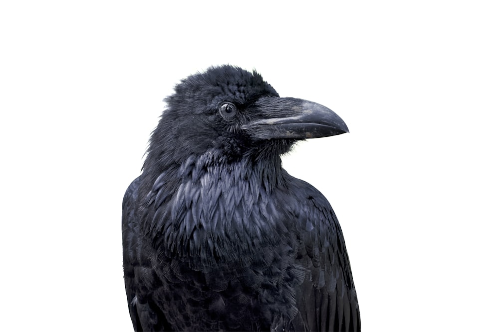 a close up of a black bird on a white background