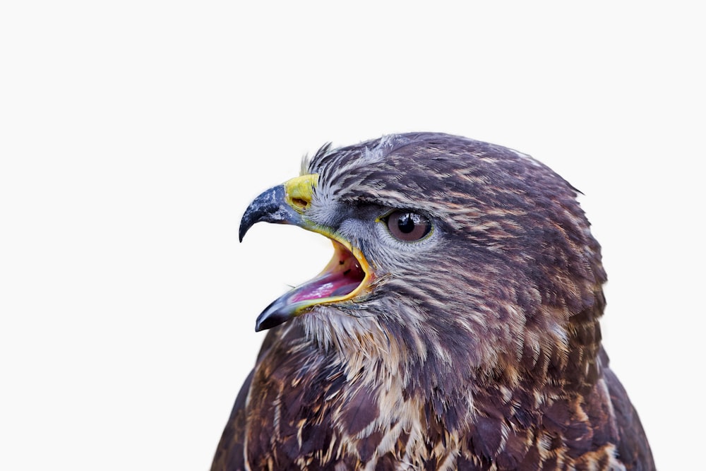 a close up of a bird of prey with its mouth open