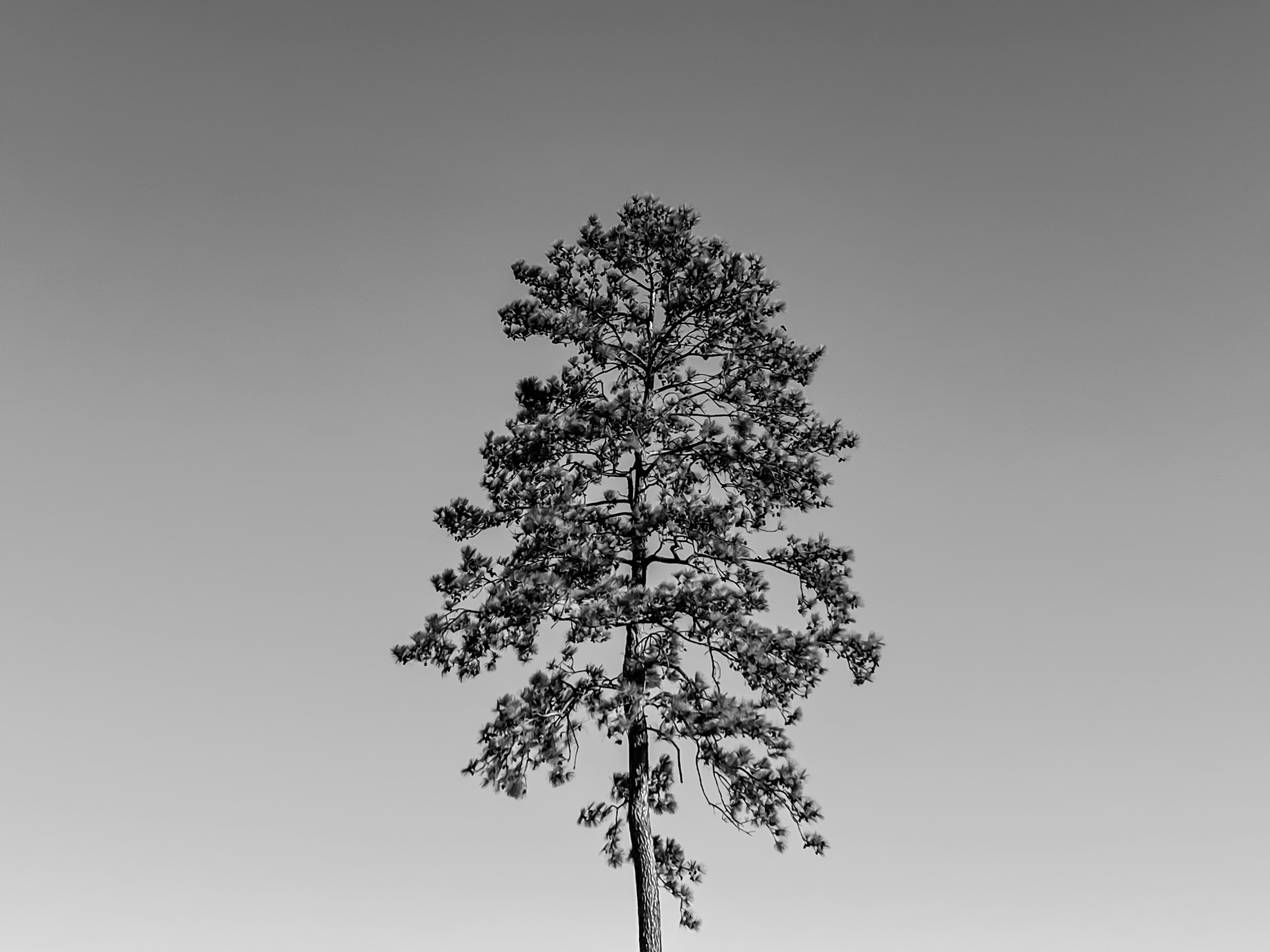 Foto zum Thema Ein Schwarz-Weiß-Foto eines einsamen Baumes ...