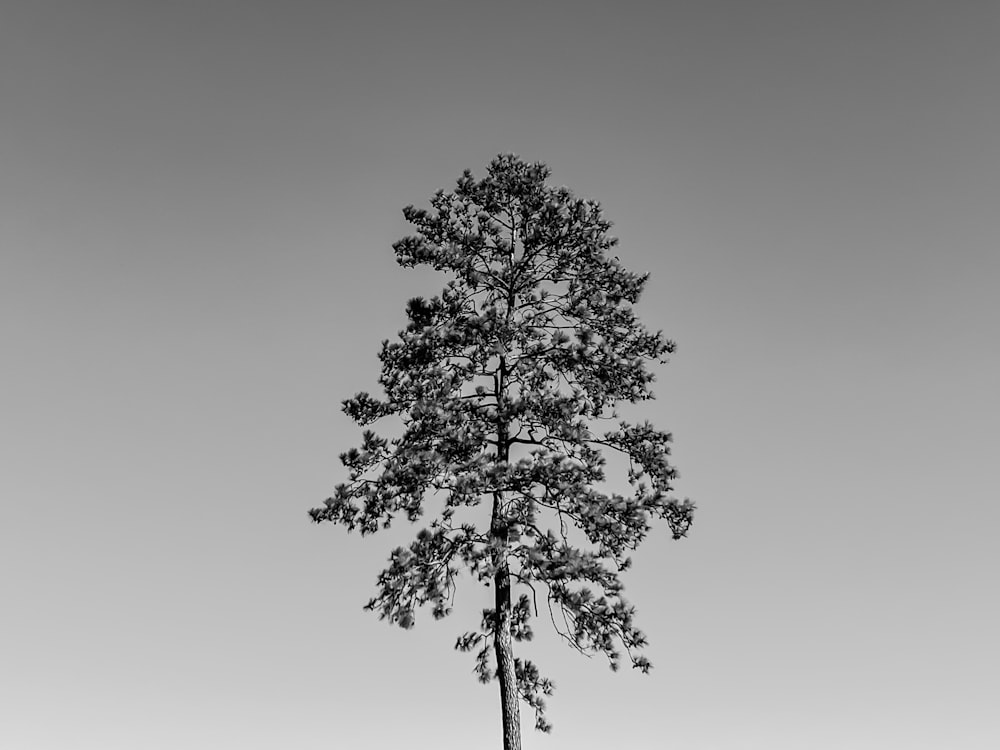 a black and white photo of a lone tree