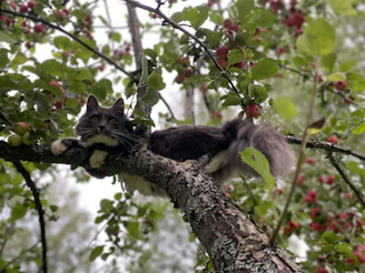 A fluffy Maine Coon cat perched gracefully on a tree branch in a garden.
