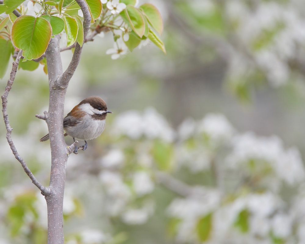 a small bird perched on top of a tree branch