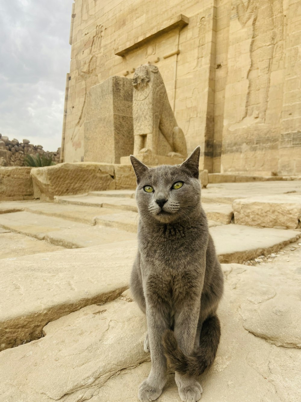 a gray cat sitting on top of a stone slab