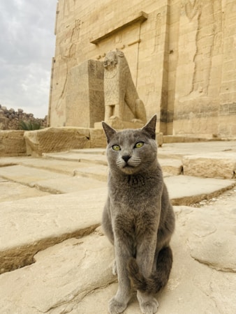 Egyptian Mau