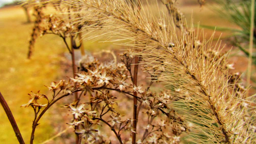 Close-up of delicate textures in nature, emphasizing simplicity and form.