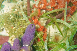An underwater scene featuring vibrant marine life, including a mix of colorful corals and sea grass. Sponges in shades of purple and red are prominently visible alongside green sea grass and algae. The setting appears to be a coral reef ecosystem, teeming with diverse aquatic vegetation.