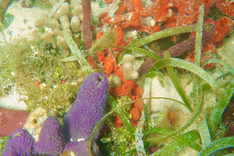 An underwater scene featuring vibrant marine life, including a mix of colorful corals and sea grass. Sponges in shades of purple and red are prominently visible alongside green sea grass and algae. The setting appears to be a coral reef ecosystem, teeming with diverse aquatic vegetation.