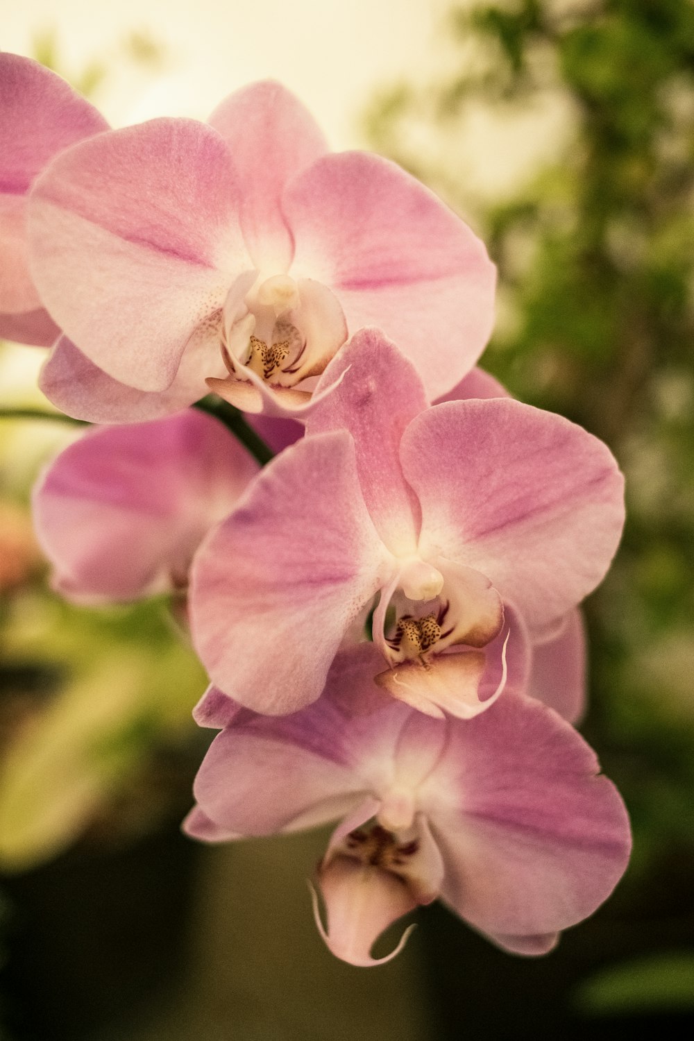 a close up of a pink flower with a blurry background