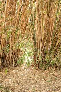 a giraffe standing next to a bunch of tall grass