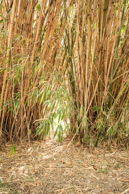 a giraffe standing next to a bunch of tall grass