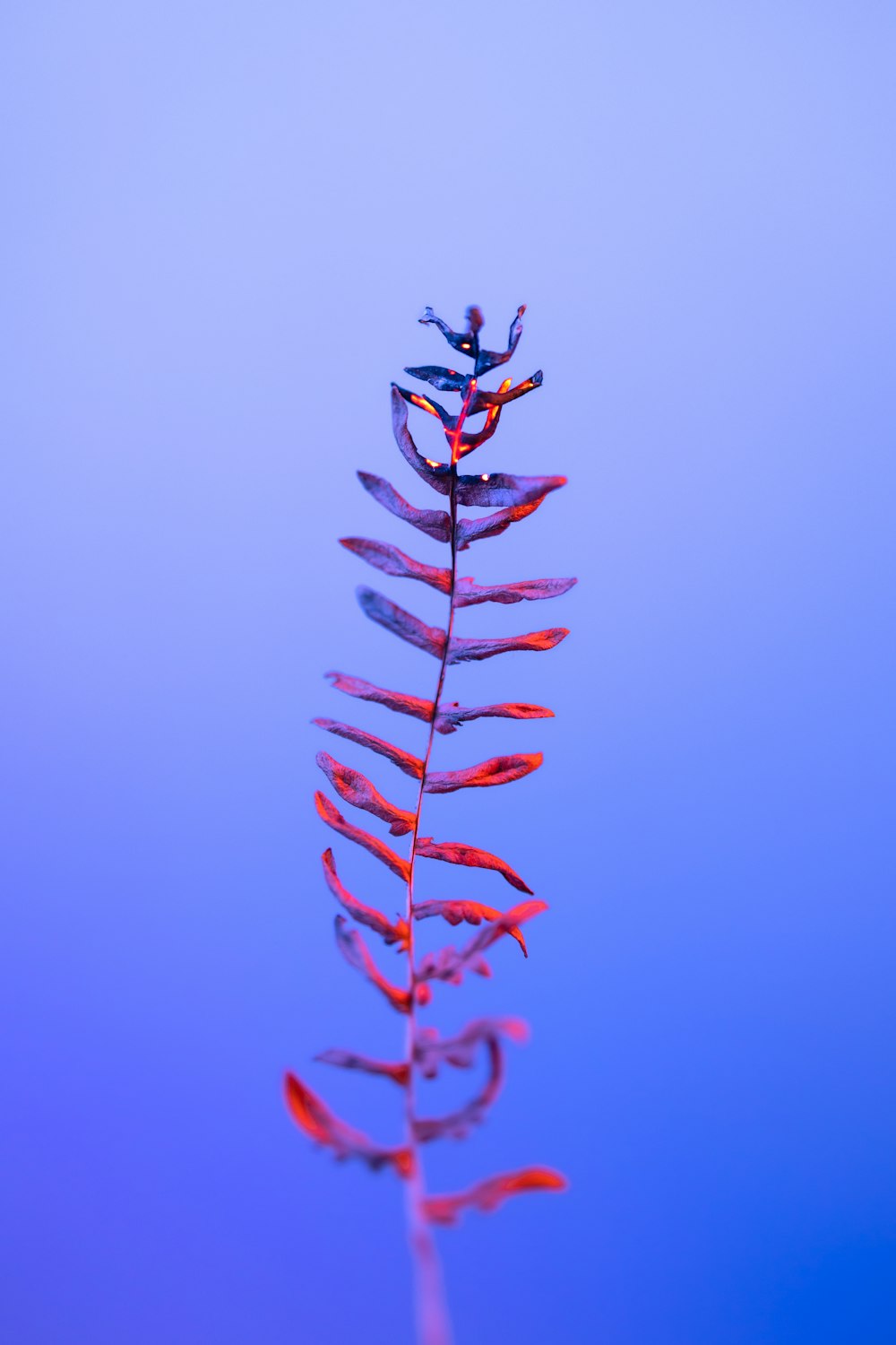 青い空を背景にした植物の接写