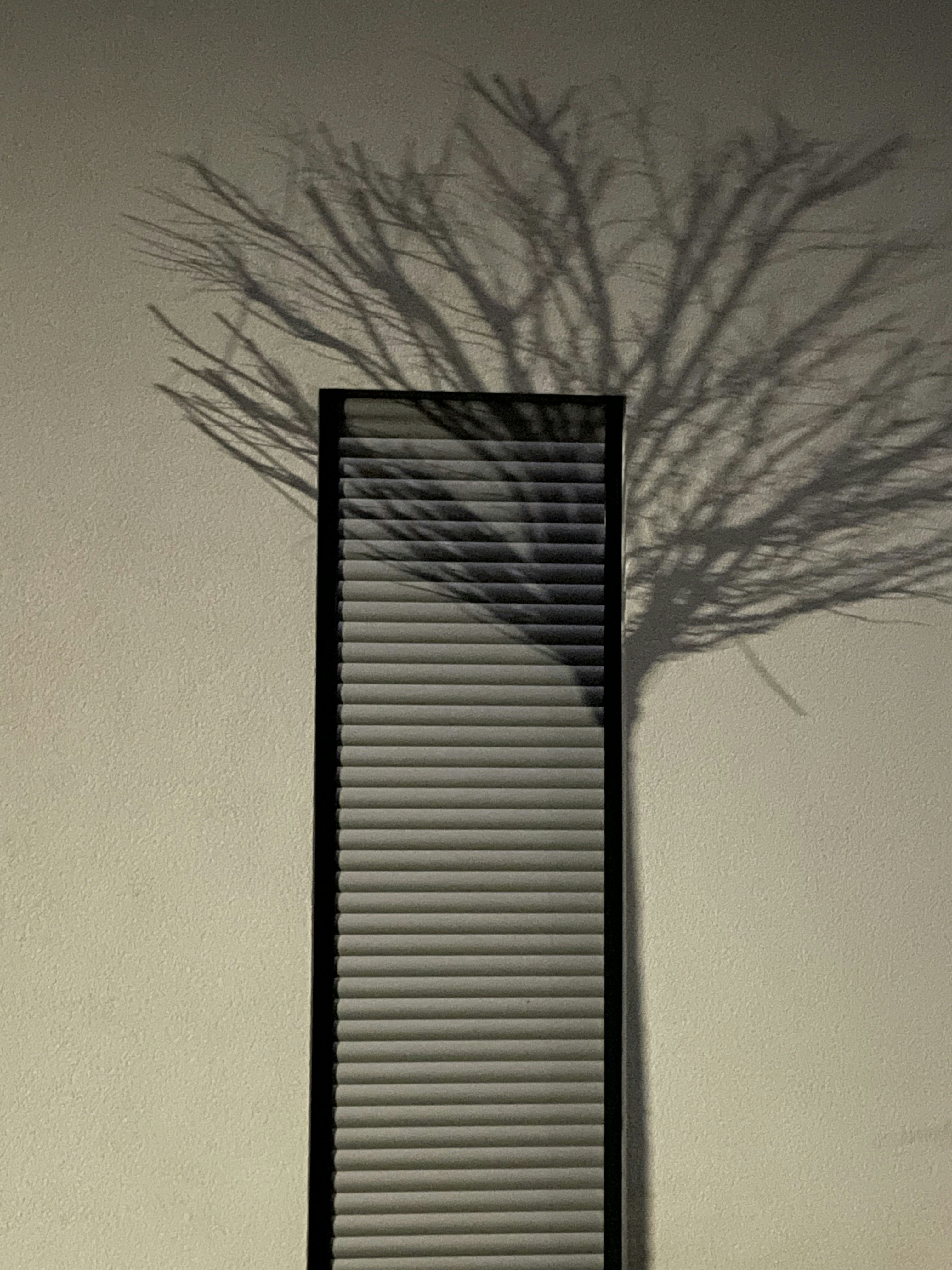 A shadow of a tree on a wall photo – Free Shutter Image on Unsplash