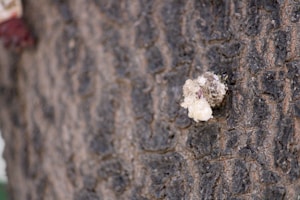 Resinas Gelquat