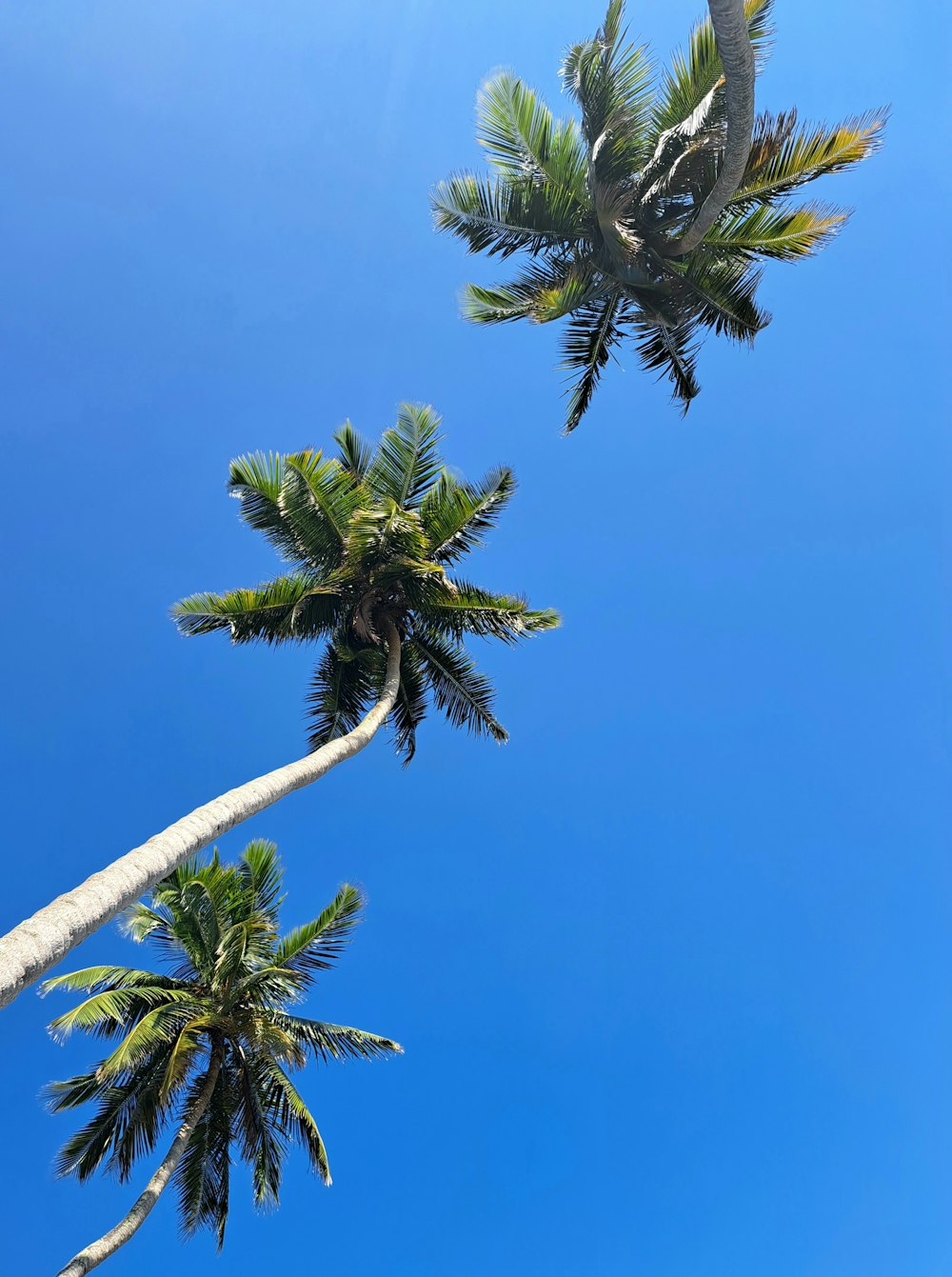 two palm trees reaching up into the blue sky