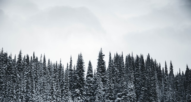 a group of pine trees covered in snow
