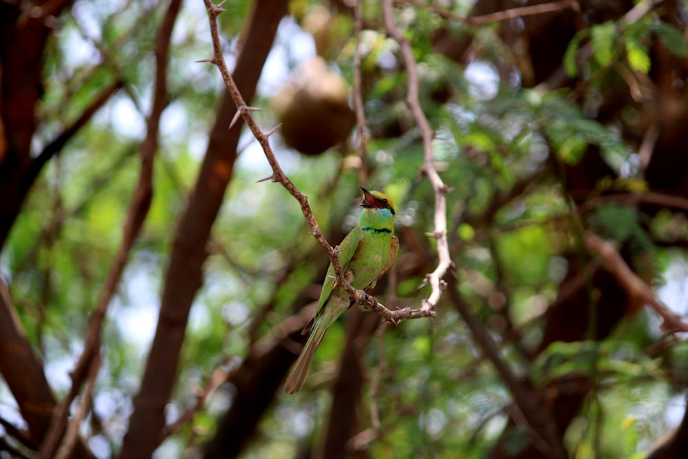 um pequeno pássaro verde empoleirado em um galho de árvore