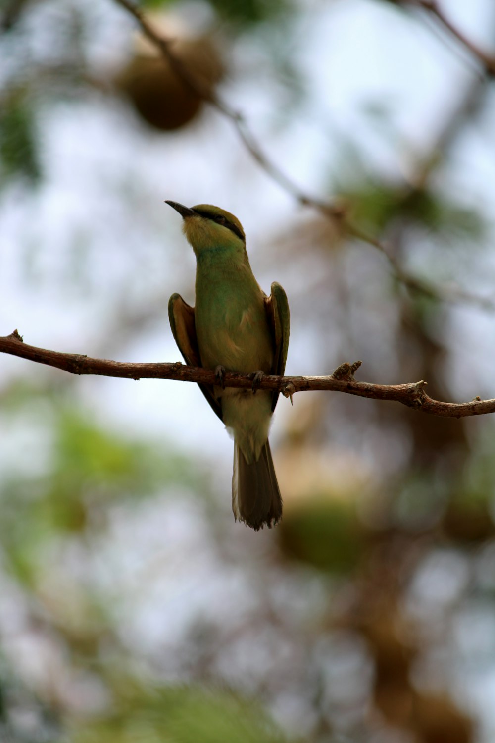 Un pequeño pájaro sentado en una rama de un árbol