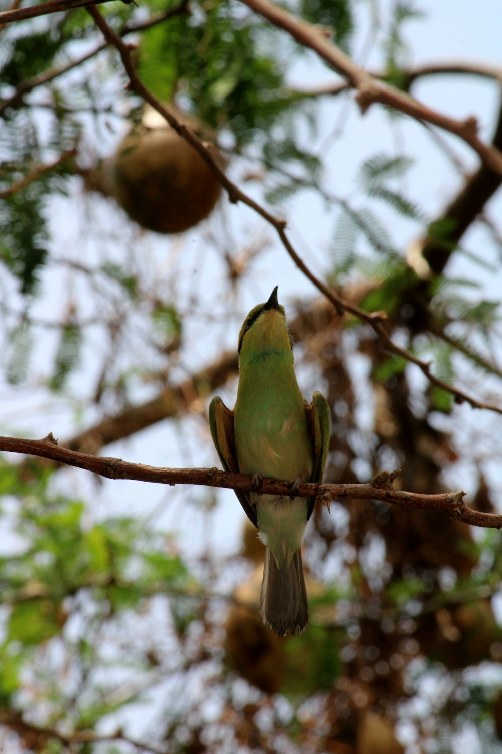 a bird sitting on a branch of a tree