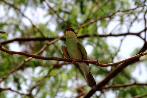 A close-up of a native bird perched on a branch with the park’s lush greenery in the background.