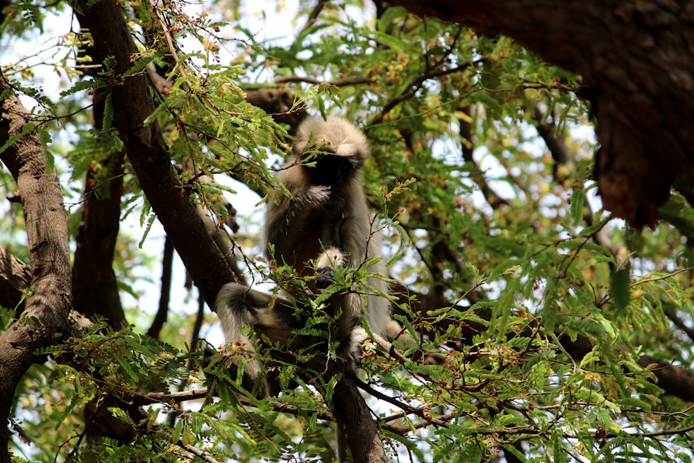 a monkey sitting in a tree eating leaves