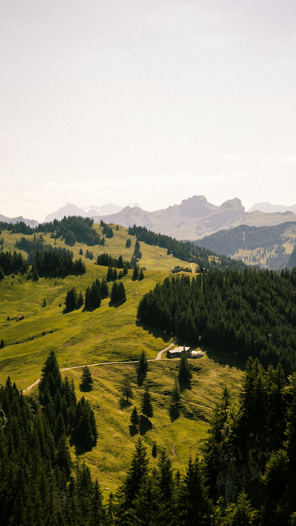 a lush green hillside covered in lots of trees