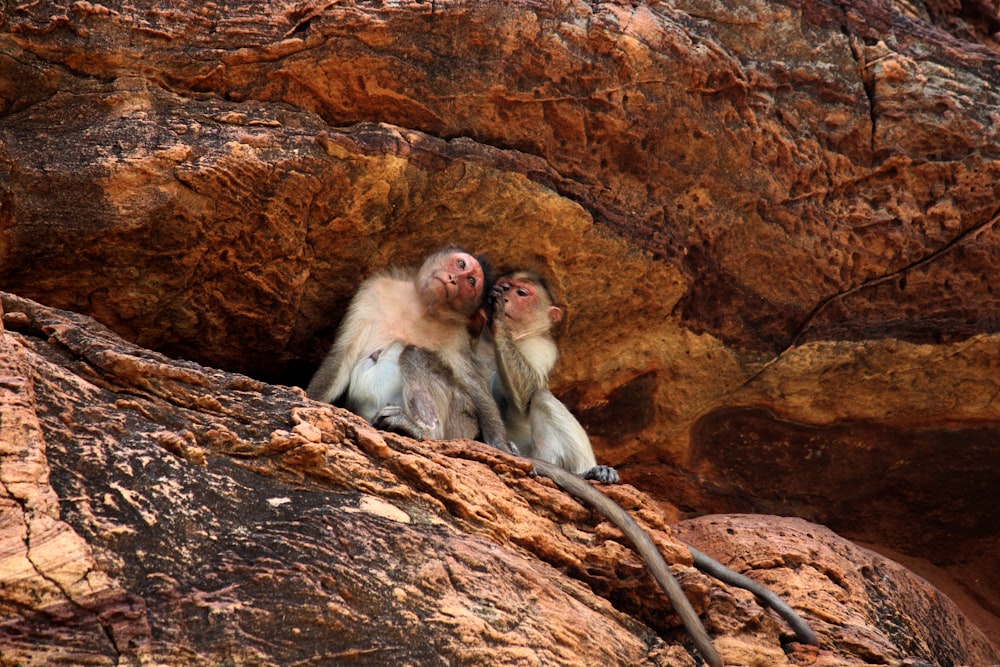 a couple of monkeys sitting on top of a rock