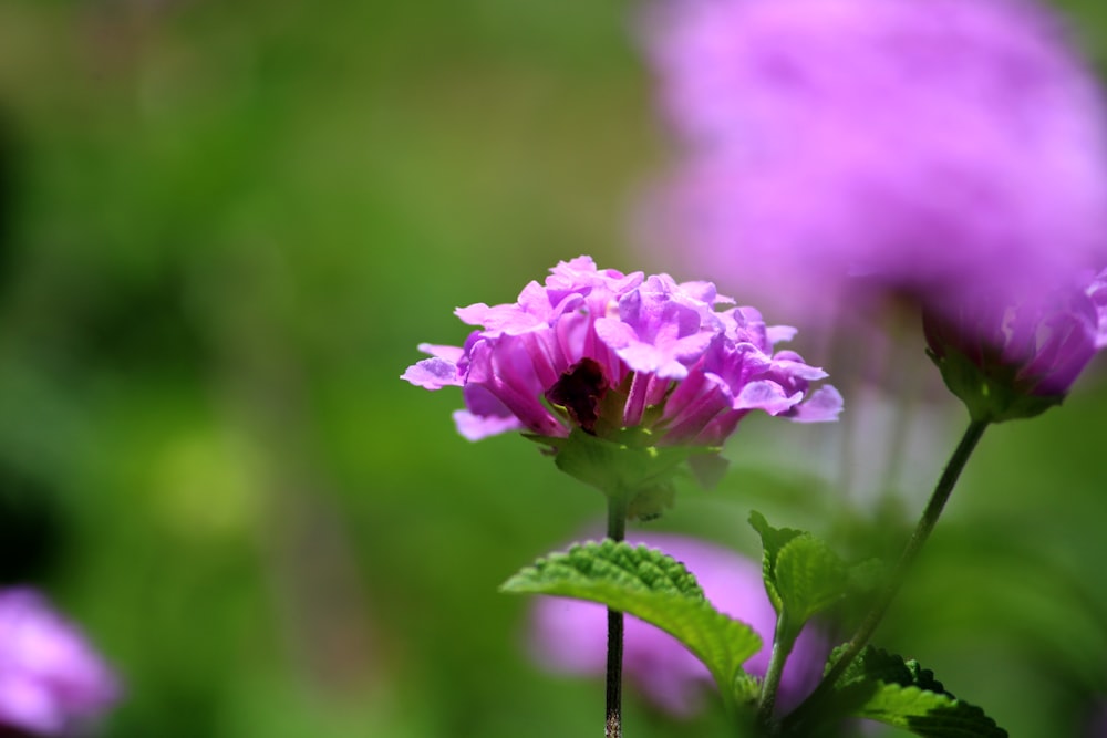 a close up of a purple flower with a blurry background