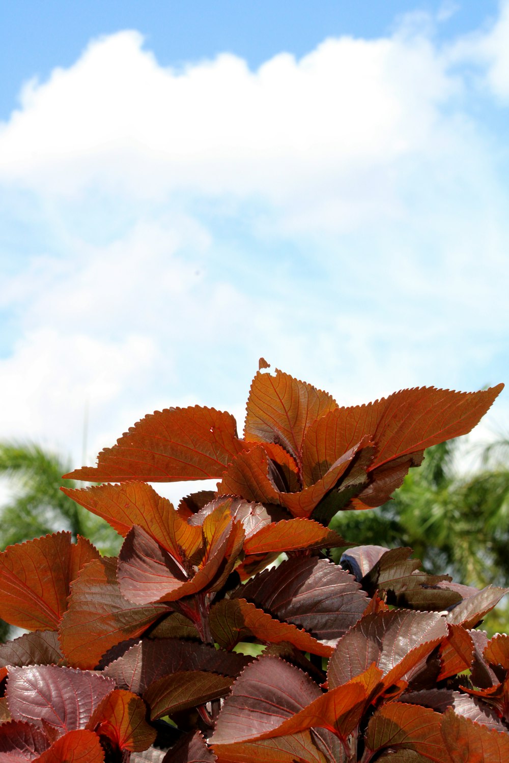 a close up of a plant with red leaves