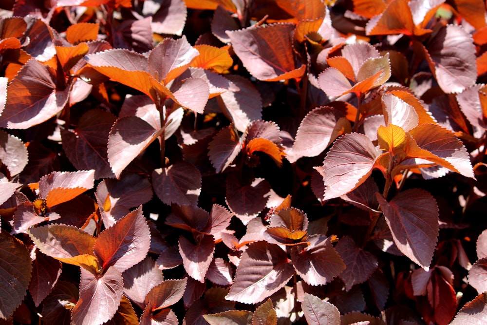 a close up of a bunch of purple leaves