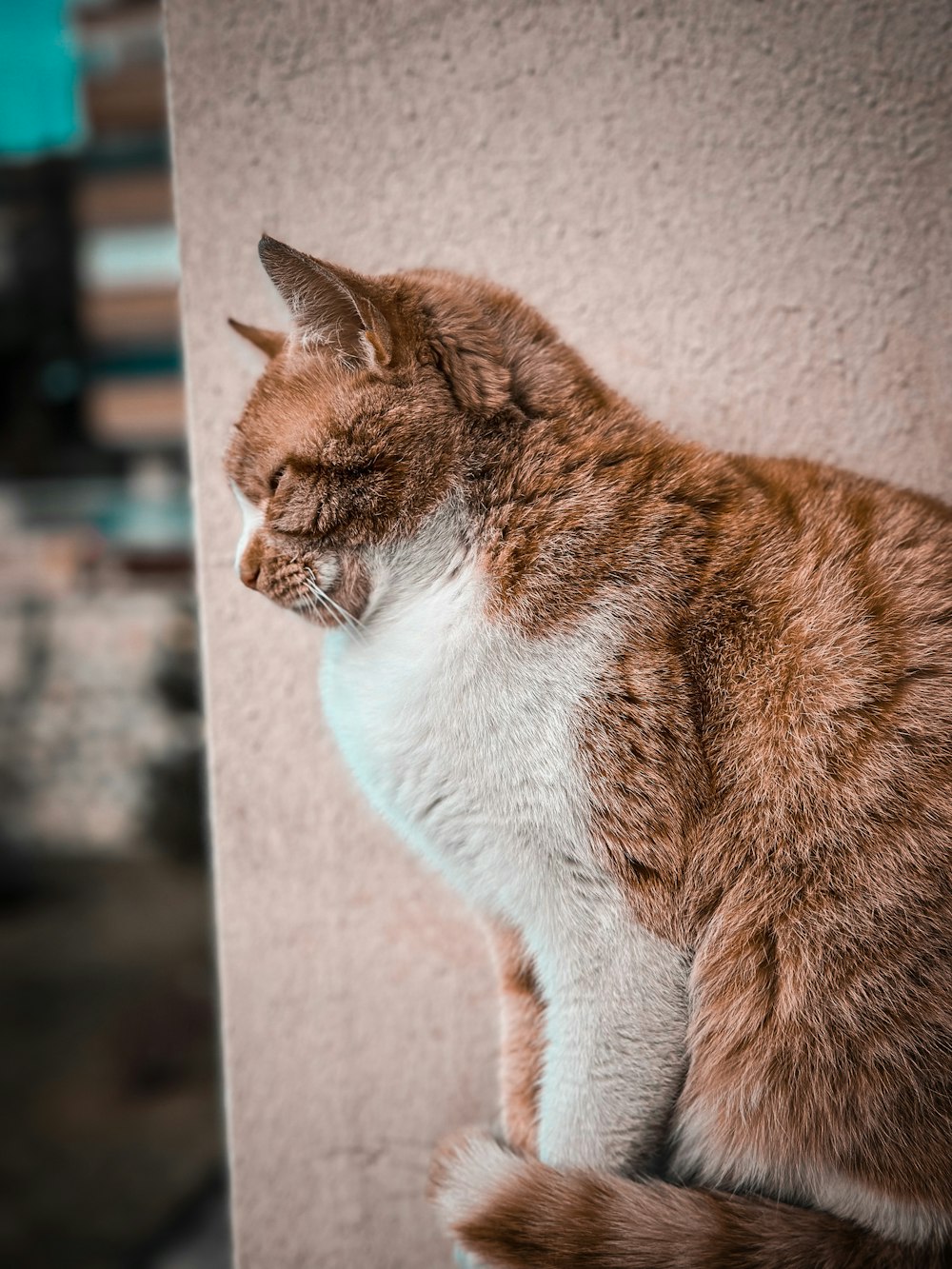 a brown and white cat sitting on top of a wall