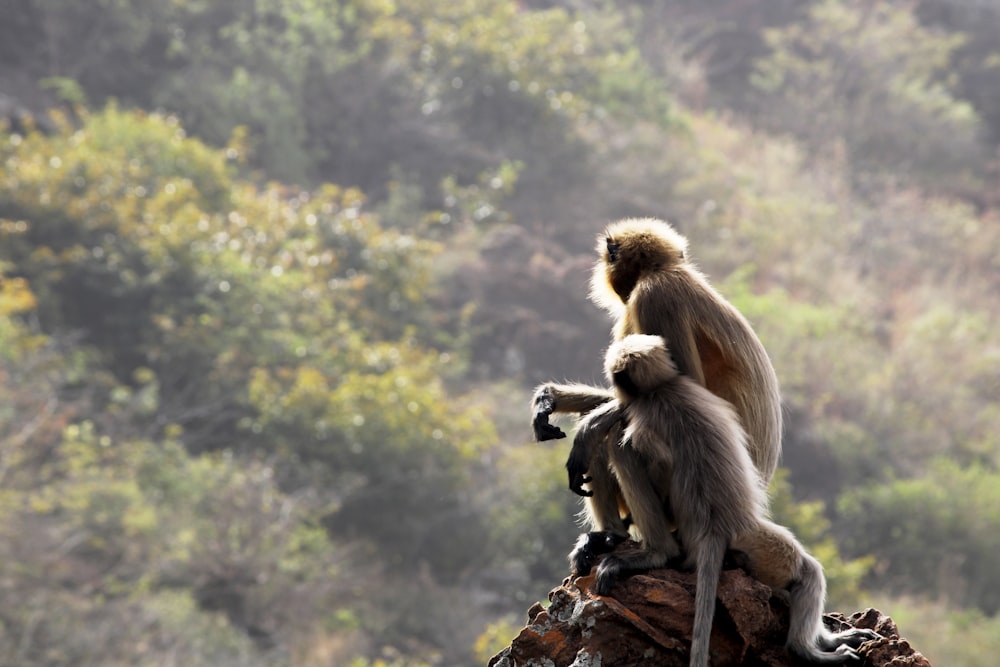 a monkey sitting on top of a tree stump