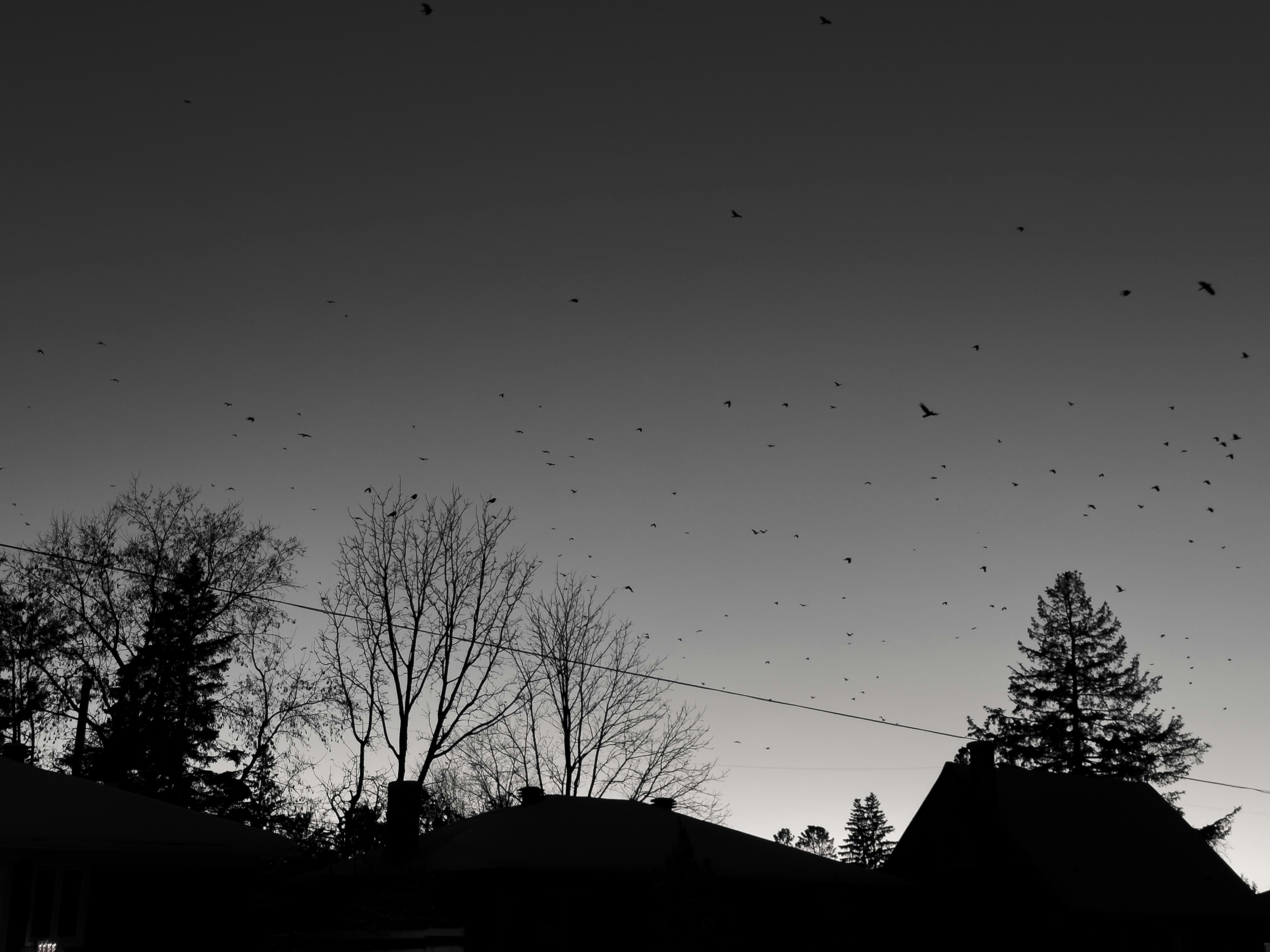 A black and white photo of birds flying in the sky photo – Free Animal ...