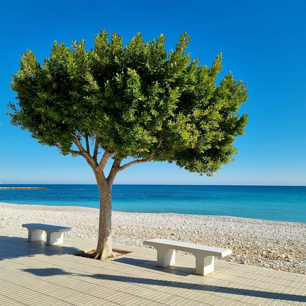 a bench under a tree on a beach