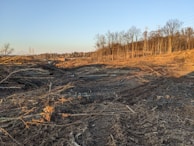 A barren landscape featuring cleared land with piles of logs and tree stumps scattered across the ground. The area is surrounded by standing trees and there are power lines visible in the distance.