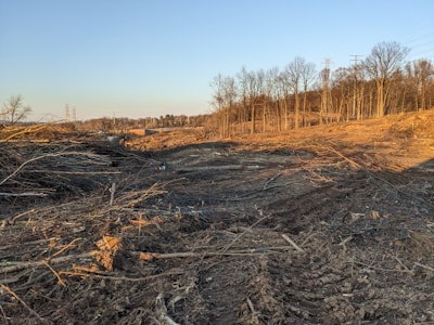 A barren landscape featuring cleared land with piles of logs and tree stumps scattered across the ground. The area is surrounded by standing trees and there are power lines visible in the distance.